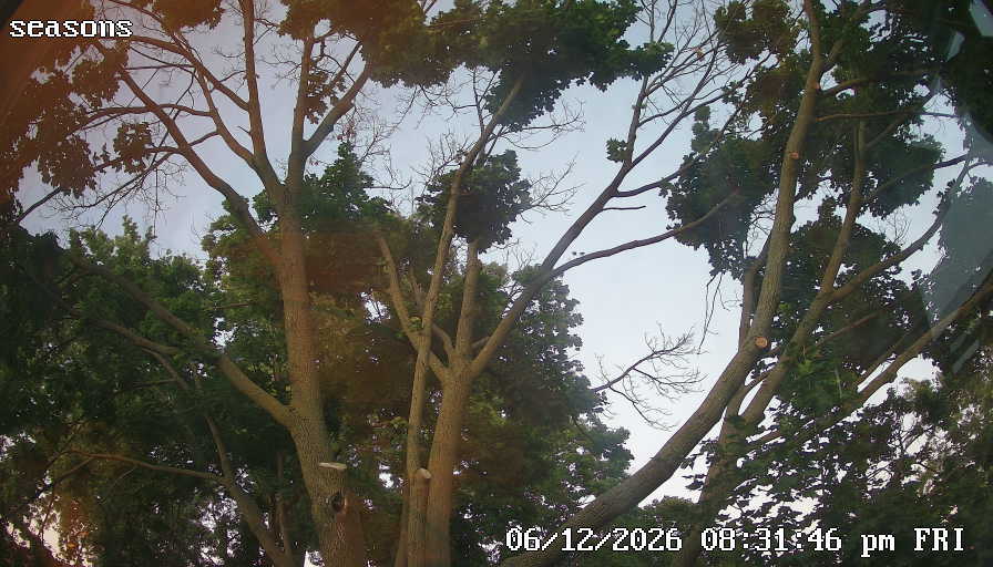 Latest plant camera frame
