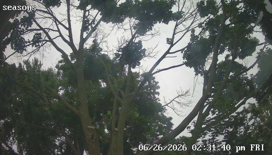 Latest plant camera frame